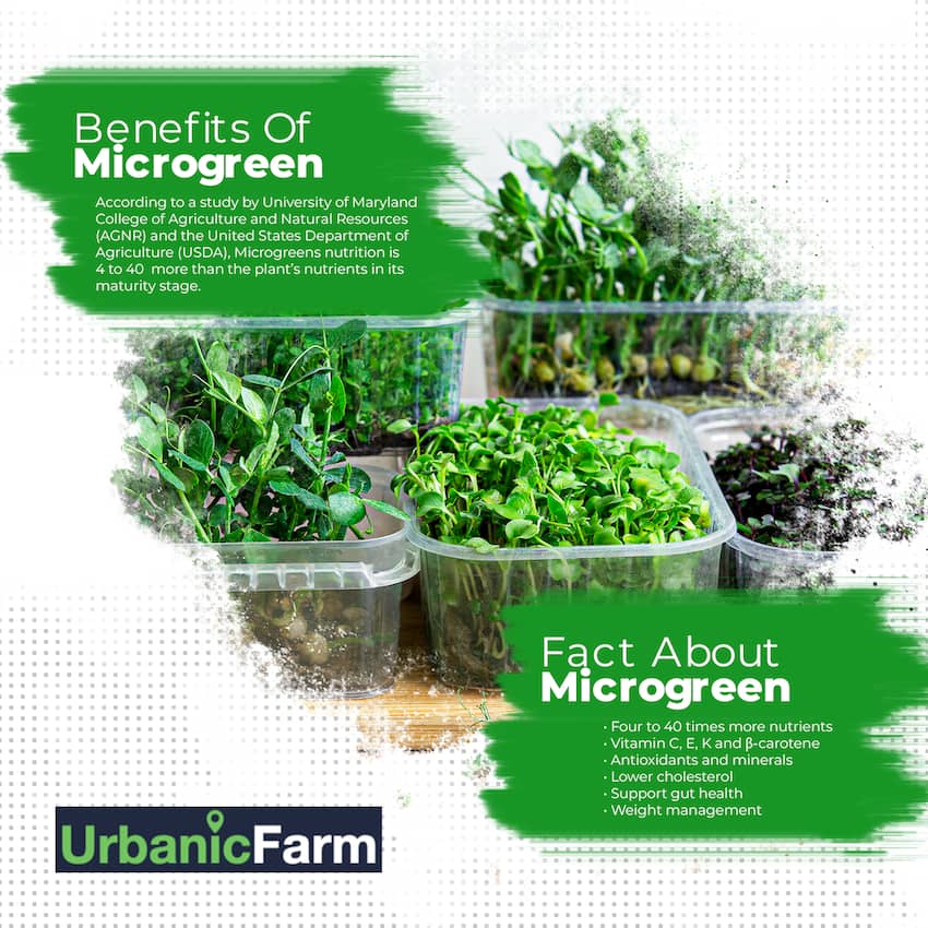 benefits of microgreens
