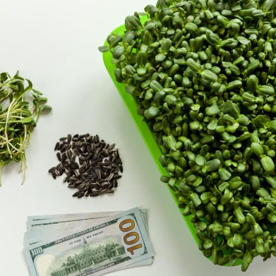 how to grow-microgreens at home and how to sell