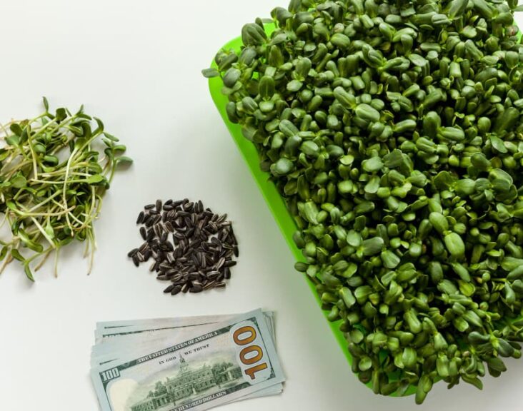 how to grow-microgreens at home and how to sell