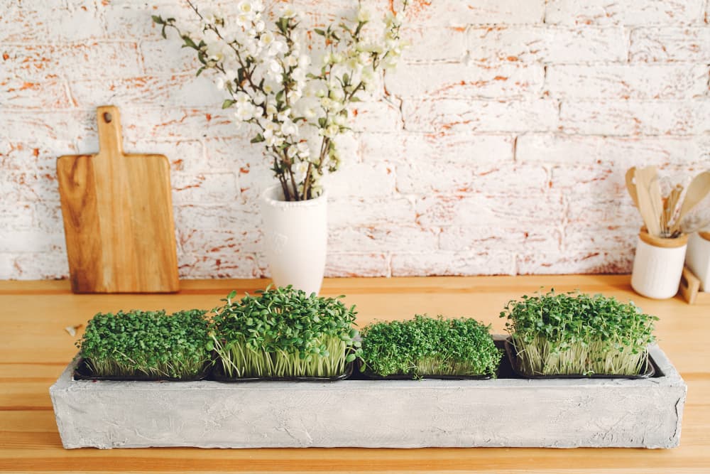 How to grow microgreens at home or in your small garden