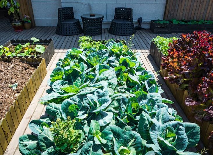 vegetable gardening in small spaces