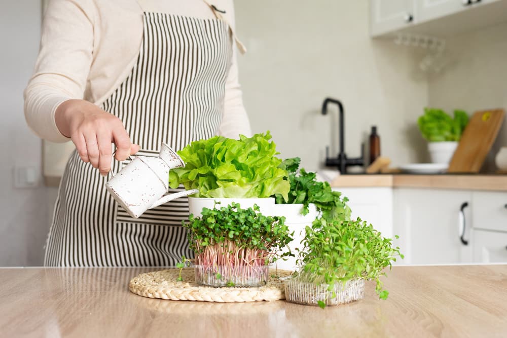 11 reasons to grow microgreens at home